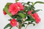 Platone Rose PlantGulab PlantLive Red Camellia Flower Plant