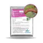 GAIAGEN Pectino Lure - Pheromone Lure for Pink Bollworm (Pectinophora gossypiella) | Pack of 10 | (Does not Include Traps)