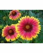 Green World Fragrant Gazania Sun Shine Mix Flower 50 Seeds