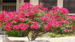 The Entacloo Bougainvillea Plant MKDF