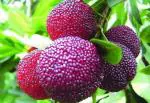 NooElec Seeds India 50+ Seeds- Myrica Rubra Chinese Bay-Berry Seeds - Morella Rubra Seeds For Planting