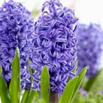 PARYAVARAAN Hyacinth Flower Bulb Blue Imported Flower Bulbs for Home Gardening Pack Of 15 Bulbs
