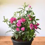 Plantoos Climbing Rose (Pink) - Live Plant