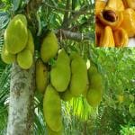 ONLINE PLANT BAZAR ALLTIME JACKFRUIT PLANT(PACK OF-1)
