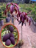 Online Plant Bazar Black Kasturi Mango Grafted Live Plant-Kb1