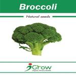 Tamransh Igrow Broccoli Seed, 100 Seeds