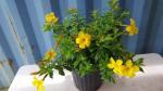 Cloud Farm Hybrid Allamanda Flower Plant - 200 mm CF1