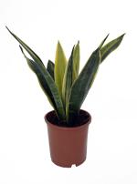 Zomoloco Snake Plantsap PlantSnake Plant For Home Decorations Best For Natural Air Purification {CF21113]