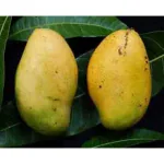 Exotica Orchids Madame Francis Mango Plant-Grafted