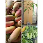 ASNOGMULDA Grafted Original Red Banana Mango Plant Tree Height 1.5-2.5 FT 1 Healthy Live Frout Plant For Home Garden Fruit After 2-3 Years Grafted Mango Tree