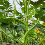 JIGNISHA SEEDS Organic Okra Seeds Pack Of 50