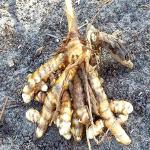 Xetomos Kasturimanjal Fresh root Curcuma Aromatica Cuttings/Tubers for Growing 11 Rhizomes