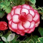 Plantogallery Exotic Flower Bulb (Pack Of 10) (White) | Outdoor Decor| Lawn and Garden| Garden| | Home Accessory| Home Decors| Lawn Accessory| Garending Accessory| Exotic Flower Bulb|