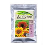 SENECIO Sunflower Bronze Shades - Pack of 20 Seeds