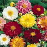 XOLDA Dahlia unwins hybrid Seed (25 per packet)