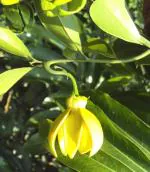 Plantzoin Tail grape Hari champa Artabotrys hexapetalus Chini champa Live Plant