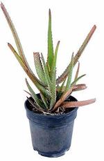 Zomoloco Aloe Vera Plantelobera PlantGardens Greens 1 Natural Live Alovera Plant 1 Healthy Live Plant With Plastic Bag