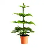 Studio Seed Plants Araucaria AKA Christmas Tree