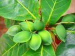Baishnab Almond PlantAmond PlantLive Plant Indian Almond Kath Badam (Terminalia Catappa) Rare Exotic Garden Plant(1 Healthy Live Plant)s