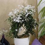 Baishnab Night Bloom Jasmine PlantHasnoyna PlantStar Jasmine / Kundo Flower Live Plant. [FP042]