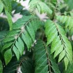 Hug A Plant Curry Leaves / Curry Veppu (Murraya koenigii) Ornamental/Medicinal Live Plant (Home & Garden)