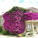 Platone Bougainvillea Plant (KH-199)