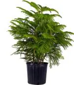 Online Plant Bazar Green Christmas Tree Live Plant