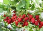 Heaven Of Saplings Strawberry Plant (Pack of 1)