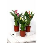 HARITADHARA Zantedeschia Calla Lily Multicolor Flower Bulbs Multi-Qty Packs Best For Home Gardening (2 Bulbs)