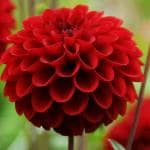 Rosemary Organic Dahelia Flower Seeds 30 Piece