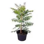 EverSneh Live Medicinal/Azadirachta indica/Neem Plant With Plastic Pot 4 Inch Size