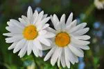 Flora Seeds English Daisy Mixed Flower Seeds For Home & Gardening