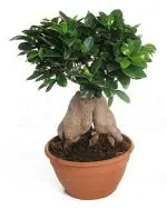 Multicolor Ficus Tree Seeds