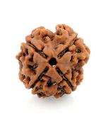 Feel Touch Mart 4 Mukhi (Char mukhi) Rudraksha 100% Nepal Rudraksha by Lab Certified