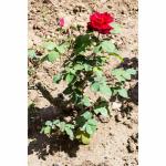 Rare Grafted Red Rose Gulab Flower Live Plant Decorative Fragrant outdoor perinnial Plant For Balcony, Terrace, Outdoor Gardening 1 Healthy Live Plant CF_2095