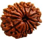 Feeltouchmart Brown Wood 13 Mukhi Nepal Rudraksha Hgj00-1001-2604