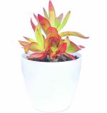 MVM e-comerce Succulent Live Plant Campfire