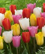 PARYAVARAAN Flower Bulbs Imported Tulip Bulbs For Winter Season & Home Gardening Multicolour - Pack Of 10 Bulbs
