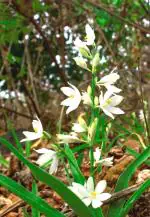 Plantzoin Edible chlorophytum Safed-musli Chlorophytum tuberosum Safed musli Live Plant