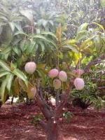 Cloud Farm Hybrid Gulab Khas Mango Plant - 200 mm CF_O113