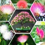 Afflorance Albizia Bonsai Pink Silk Flower Tree Seeds