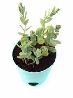 India Gardening Kalanchoe Marnieriana Succulent Live Plant in self watering pot