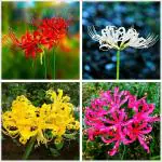 PARYAVARAAN Lycoris Lily/Spider Lily Flower Bulb For Summer Garden pack of 20 bulbs