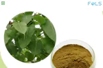 FOLS PEEPAL LEAF POWDER | FICUS RELIGIOSA LEAVES POWDER | 100 GM