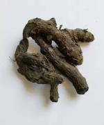 Tamransh Alfa Creations Black Turmeric, 7 Seeds