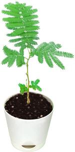 Earth Angels Shami/Jand PlantSami PlantShami palnt