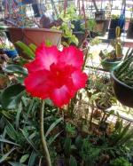 Cloud Farm Air Layered Adenium Plant Healthy Plant [CF470]