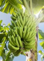 Cloud Farm Hybrid Ney Poovan Banana Plant - 200 mm CF_A41