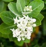 Zomoloco Safed Aak PlantAkanda PlantSafed Aak Plant, Calotropis Gigantea, White Madar