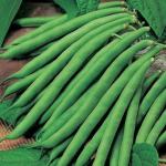 Fa Nursery Organic Beans Seeds (Pack of 35)